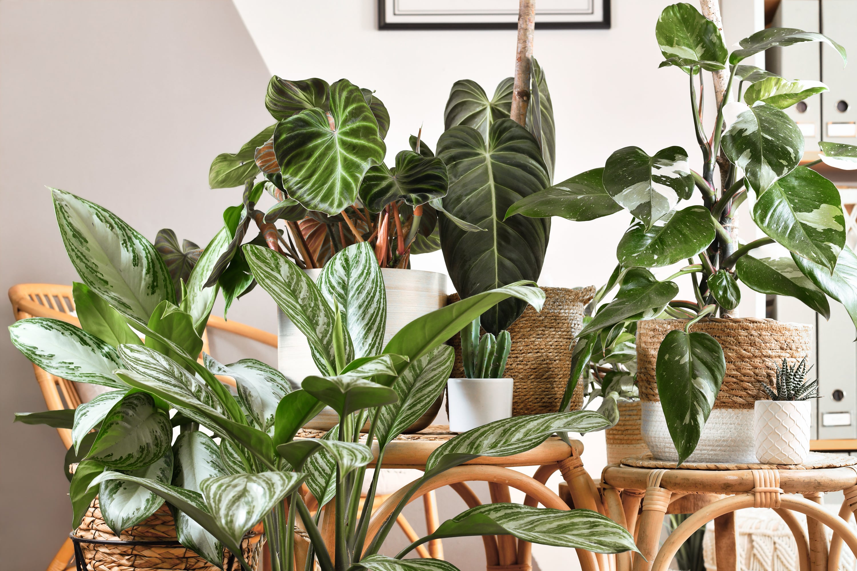 A collection of various house plants in nature-inspired pots.